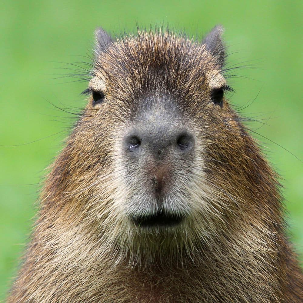 capy